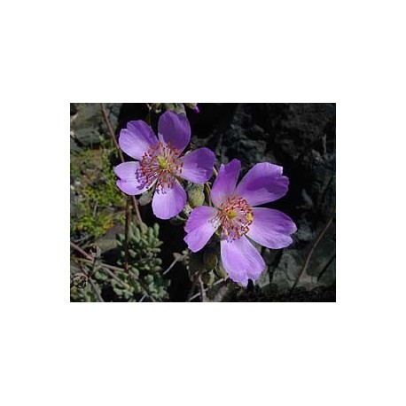 Calandrina - Esencia Floral del Desierto de Chile