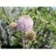 Pompón Rosado - Esencia Floral del Desierto de Chile
