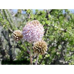 Pompón Rosado - Esencia Floral del Desierto de Chile