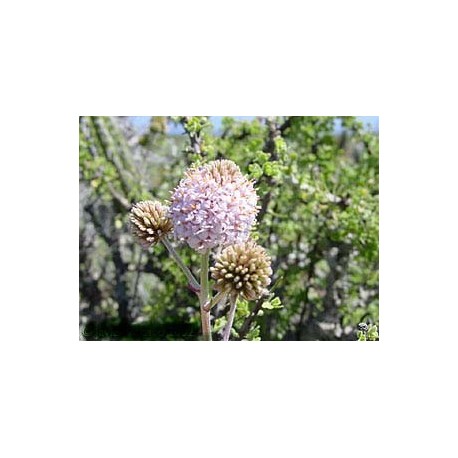Pompón Rosado - Esencia Floral del Desierto de Chile