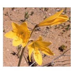 Añañuca - Esencia Floral del Desierto de Chile
