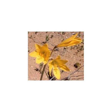 Añañuca - Esencia Floral del Desierto de Chile