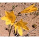Añañuca - Esencia Floral del Desierto de Chile
