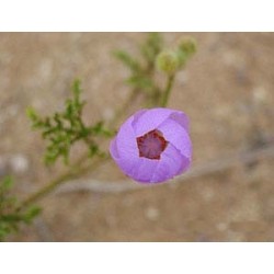 Malvilla - Esencia Floral del Desierto de Chile