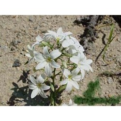 Estrella de Luz - Esencia Floral del Desierto de Chile