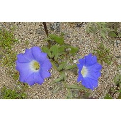 Suspiro del Valle - Esencia Floral del Desierto de Chile