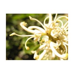 Avellano - Esencia del Bosque profundo de Chile