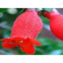 Botellita - Esencia del Bosque profundo de Chile