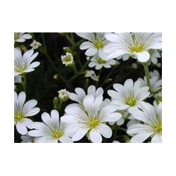 Blanquita - Esencia del Bosque profundo de Chile