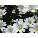 Blanquita - Esencia del Bosque profundo de Chile