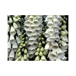 Digital Blanco - Esencia del Bosque profundo de Chile