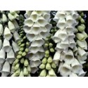 Digital Blanco - Esencia del Bosque profundo de Chile