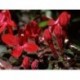 Estrellita Roja - Esencia del Bosque profundo de Chile
