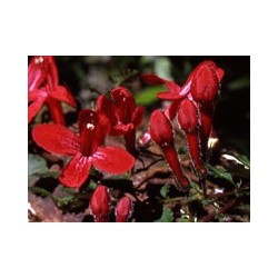 Estrellita Roja - Esencia del Bosque profundo de Chile