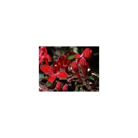 Estrellita Roja - Esencia del Bosque profundo de Chile