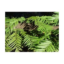 Sequoya - Esencia del Bosque profundo de Chile