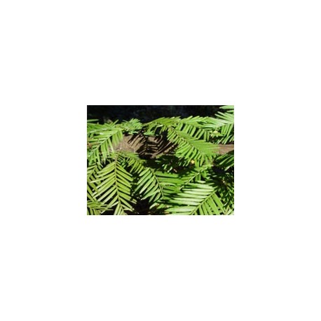 Sequoya - Esencia del Bosque profundo de Chile