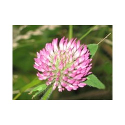 Trébol Silvestre - Esencia del Bosque profundo de Chile