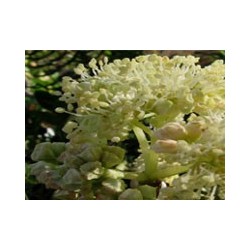 Canelillo - Esencia del Bosque profundo de Chile