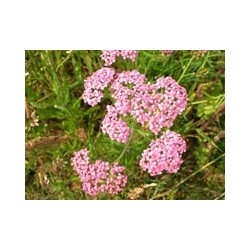 Milenrama Rosa - Esencia del Bosque profundo de Chile