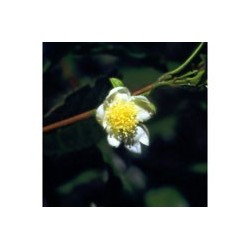 Thea - Esencia Floral de Saint Germain
