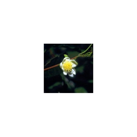Thea - Esencia Floral de Saint Germain