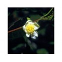 Thea - Esencia Floral de Saint Germain
