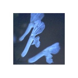 Abundancia - Esencia Floral de Saint Germain