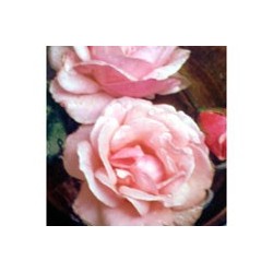 Rosa Rosa - Esencia floral de Saint Germain