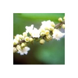 Boa Sorte - Buena suerte - Esencia floral de Saint Germain