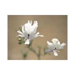 Palomita Blanca - Esencia floral del desierto de Chile