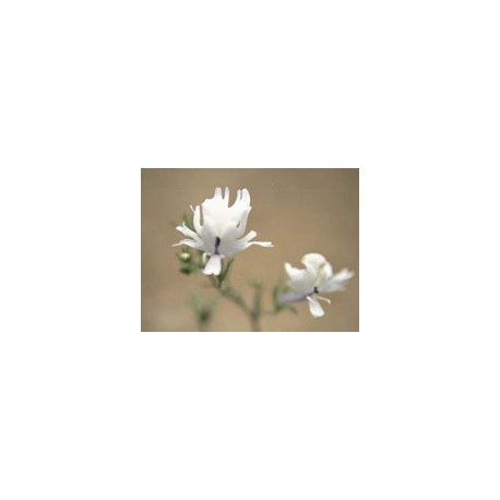 Palomita Blanca - Esencia floral del desierto de Chile