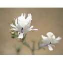 Palomita Blanca - Esencia floral del desierto de Chile