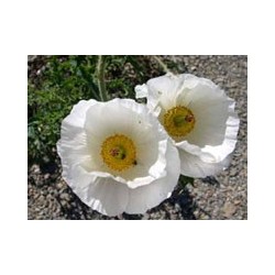 Cardosanto - Esencia floral del desierto de Chile
