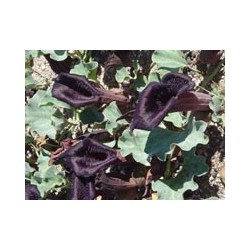 Flor de la Virgen maría - Esencia Floral del Desierto de Chile