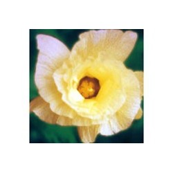 Algodao - Esencia Floral de Saint Germain