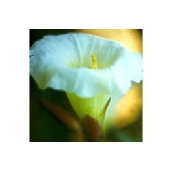 Saint Germain - Esencia Floral de Saint Germain