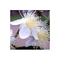 Goiaba - Esencia Floral de Saint Germain