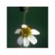 Leucantha - Esencia floral de Saint Germain