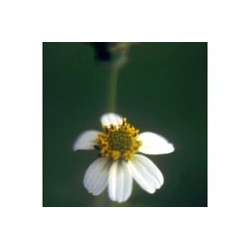 Leucantha - Esencia floral de Saint Germain