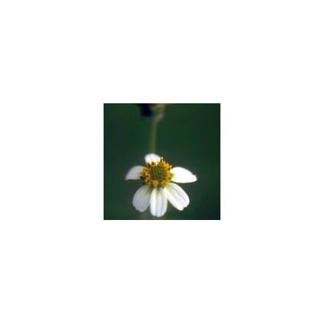 Leucantha - Esencia floral de Saint Germain
