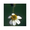 Leucantha - Esencia floral de Saint Germain