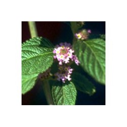 Melissa - Esencia floral de Saint Germain