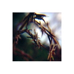 Cidreira - Esencia Floral de Saint Germain