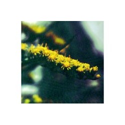 Arnica Silvestre - Esencia Floral de Saint Germain