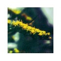 Arnica Silvestre - Esencia Floral de Saint Germain