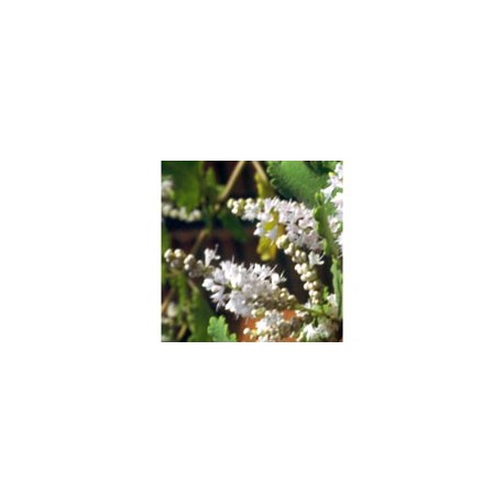 Incensum - Esencia Floral de Saint Germain