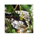 Incensum - Esencia Floral de Saint Germain