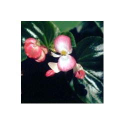 Begonia - Esencia floral de Saint Germain