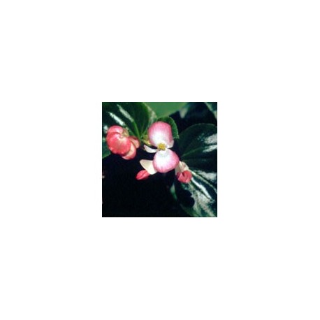 Begonia - Esencia floral de Saint Germain